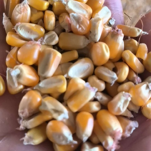 荆州2024新玉米