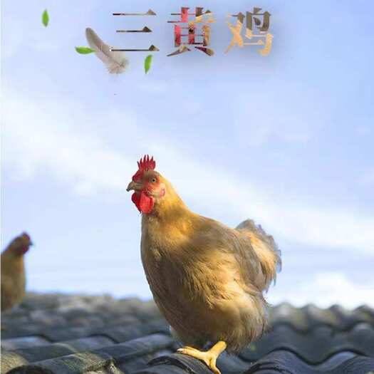 佛山新鲜现杀土鸡三黄鸡农家散养走地鸡整只鸡肉生冷冻非老母鸡白切鸡