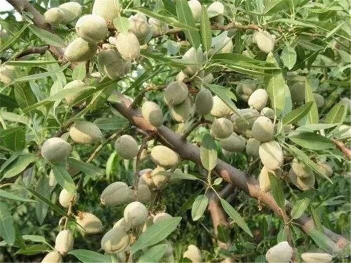 莎车县新疆莎车的新鲜巴达木，保证质量