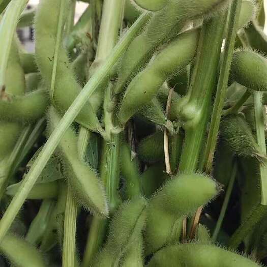 楚雄市毛豆