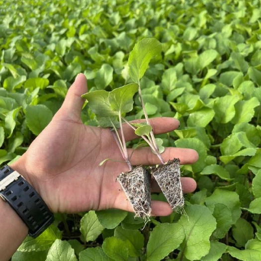 红菜苔苗，根系发达，苗子清秀无病，质量品种保证