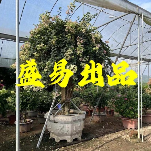 漳州福建绿樱三角梅种植基地 红樱三角梅供应漳红樱广红樱五雀三角梅