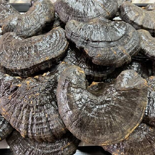 昆明黑灵芝 一手货源大货批发 可供电商
