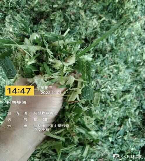永福县牧草青贮-新一代禾本科优质牧草