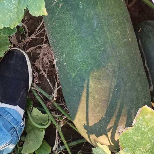 嘉鱼县冬瓜又称东瓜、白瓜、白冬瓜、枕瓜。一年生草本植物，茎蔓生。