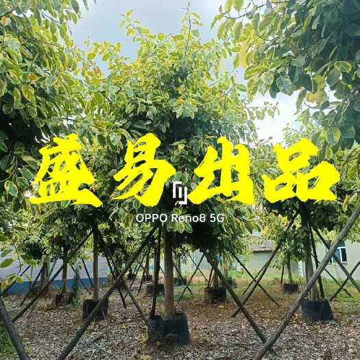 漳州福建18公分富贵榕批发 花叶榕报价 移栽富贵榕价格 全冠富贵