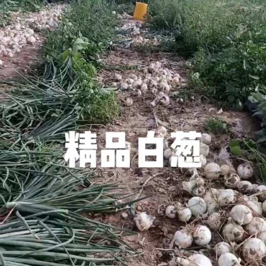 大量求购白雪脱水洋葱，月需求量1万吨，