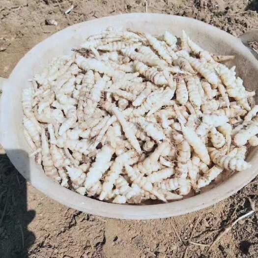 青铜峡市精品地溜子，螺丝菜，地环，宁夏，内蒙，甘肃可发全国，每天两挂