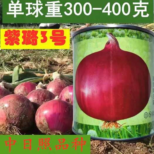 沭阳县紫璐3号洋葱种子紫皮圆葱扁圆高产抗病耐储甜脆秋季大田蔬菜种籽