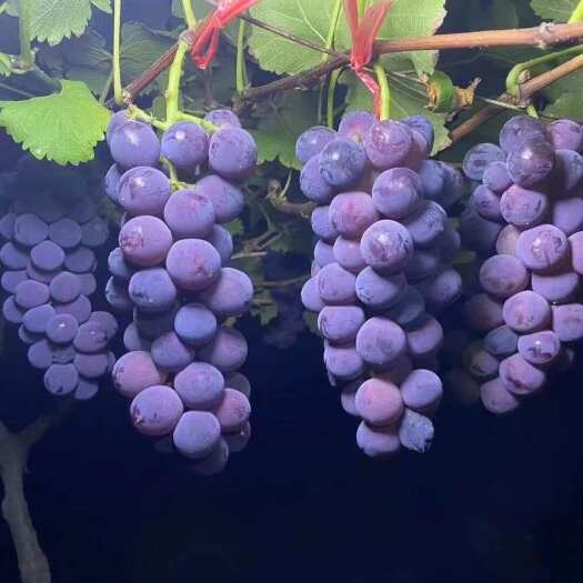 巨峰葡萄