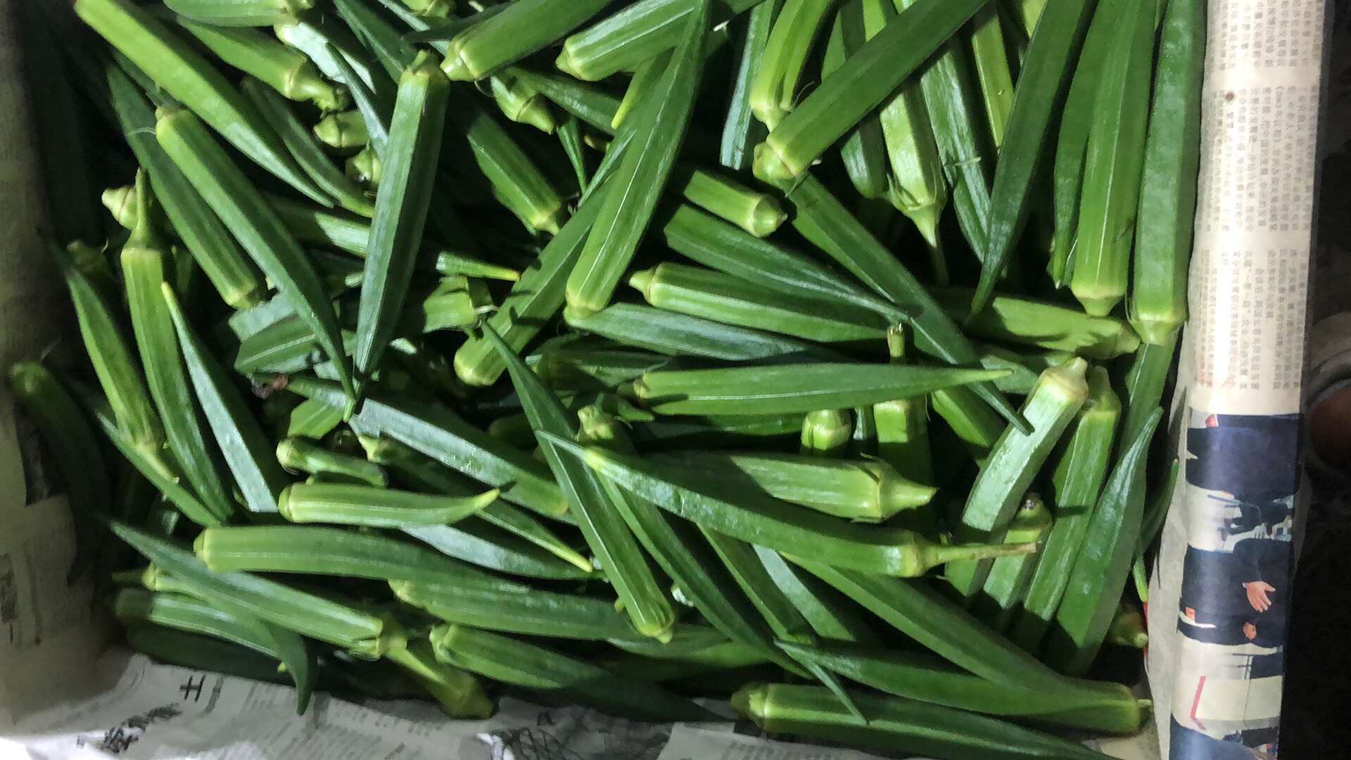 批发秋葵，泡沫箱打包，全国批发，有意者进店看看，价格可谈