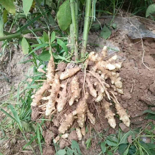 早熟洋姜 鲜洋姜 早熟洋姜种
