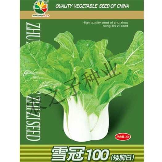 纯白宽邦奶油矮脚白菜雪冠100抗病半包心口感微甜秋冬