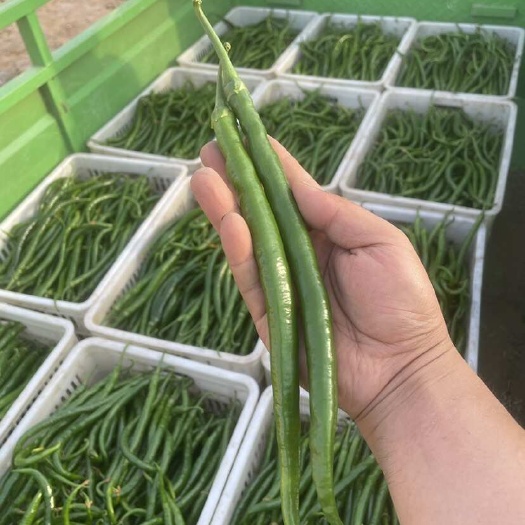 扶风县辣椒