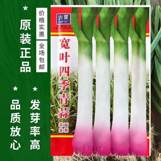 邵东市宽叶四季青蒜种子四季紫皮红头青蒜种硬叶蒜薹硬杆无苔大蒜新