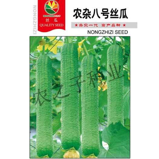 株洲农杂八号丝瓜杂交一代早熟量大皱皮耐热耐储存肉丝瓜春夏秋农之子