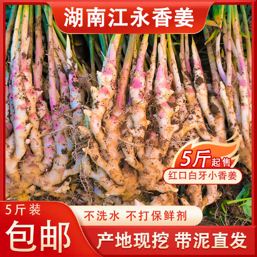 江永县湖南江永红芽嫩姜 产地直销  现挖保鲜 可一件代发