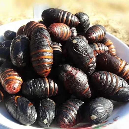 辽阳蚕蛹