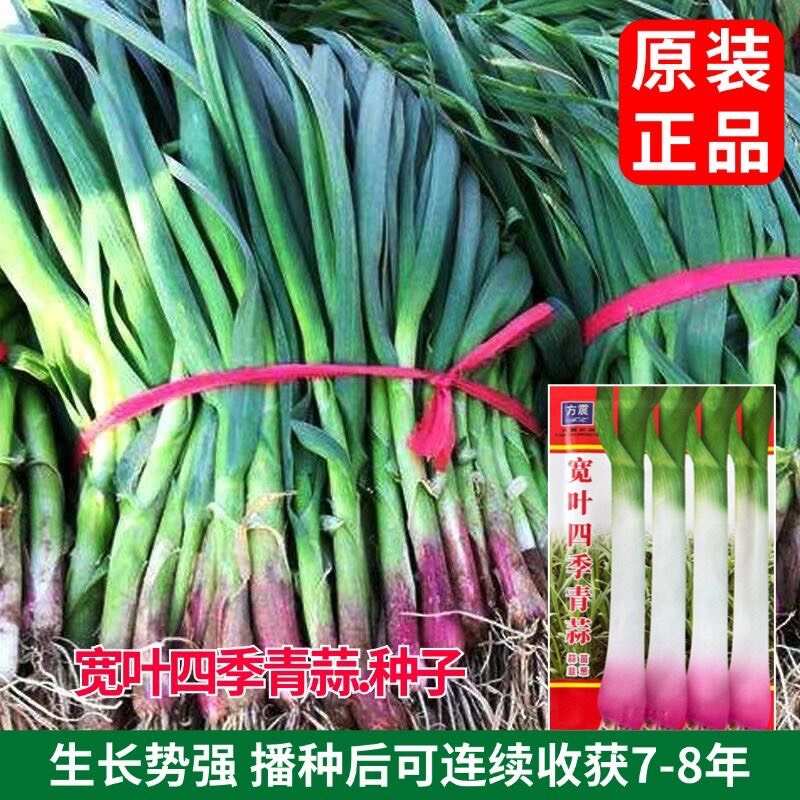 宽叶四季青蒜种子四季紫皮红头青蒜种硬叶蒜薹硬杆无苔大蒜新