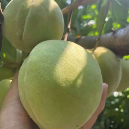 临澧县中华脆蜜挑
