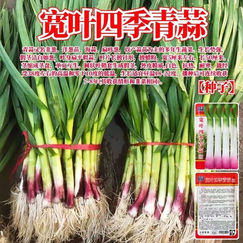 宽叶四季青蒜种子四季紫皮红头青蒜种硬叶蒜薹硬杆无苔大蒜新