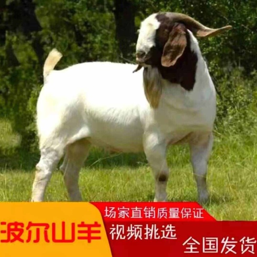 沛县波尔山羊