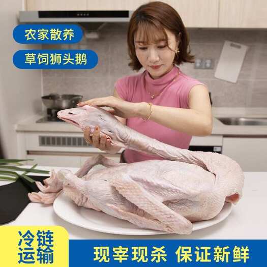 佛山草饲狮头鹅新鲜鹅肉全鹅含内脏杀完净重13斤支持零售批发