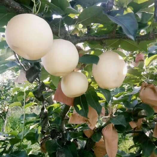 方城县黄金梨