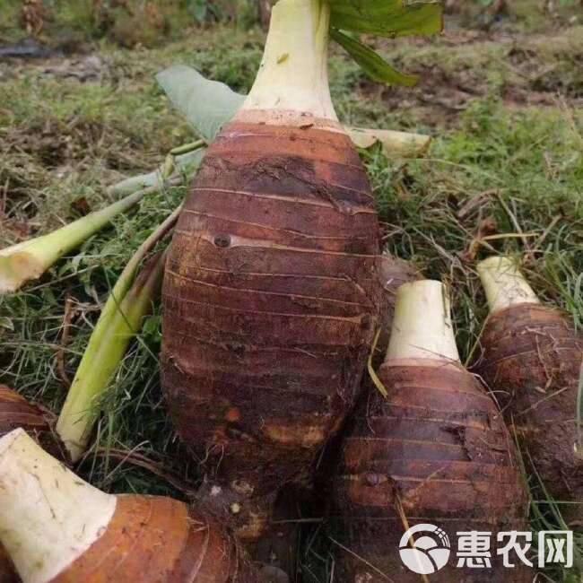 广西桂林荔浦芋头产地直发，万亩种植基地，欢迎对接