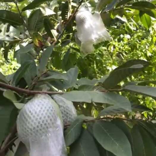 开远市番石榴