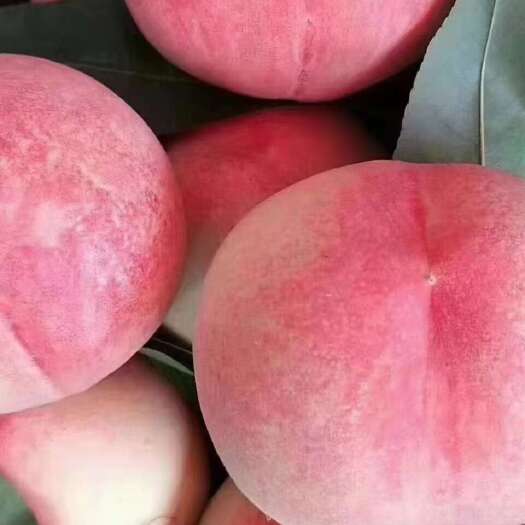 皋兰县白凤桃