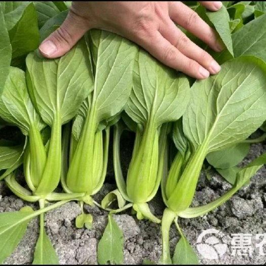 太和县上海青