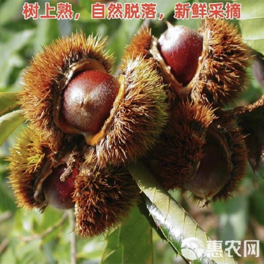 松溪县福建，高山板栗，锥栗