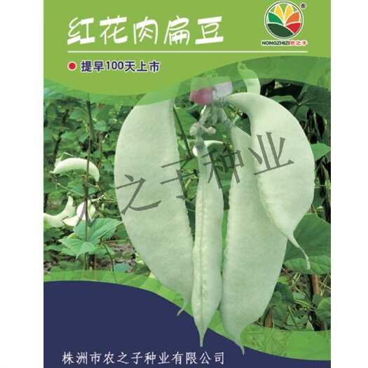 株洲红花肉扁豆种子肉厚眉豆早生肉扁豆三号提早上市100天春秋