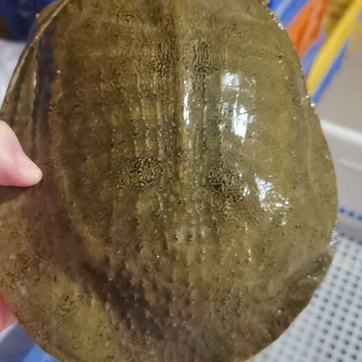 广州甲鱼