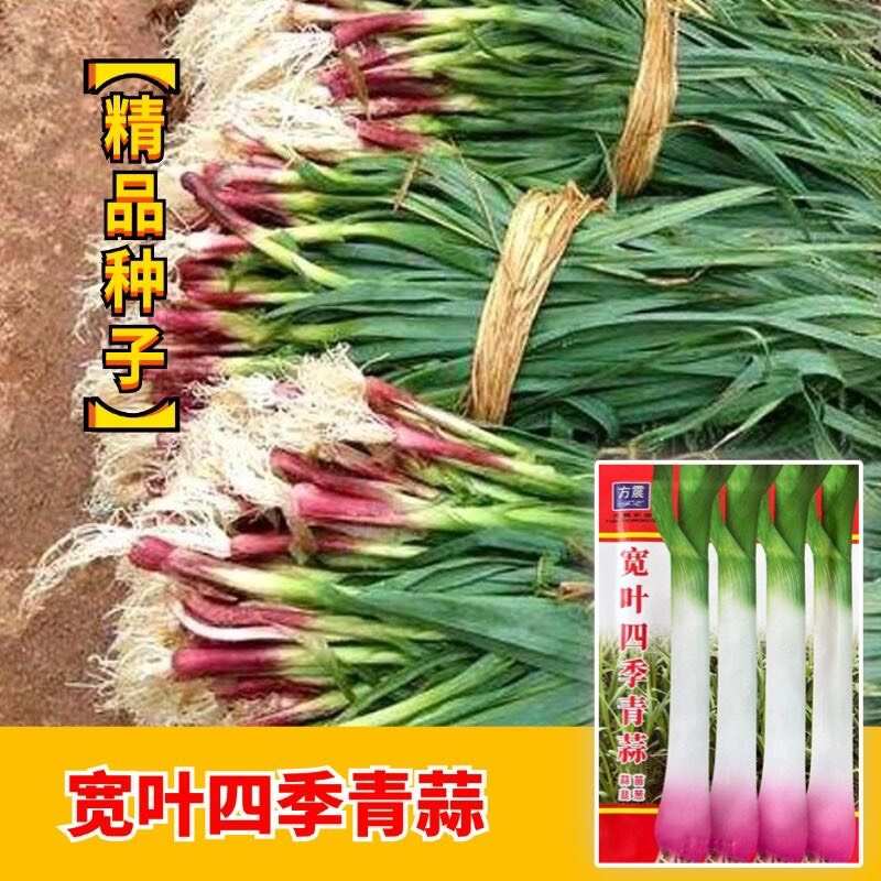 宽叶四季青蒜种子四季紫皮红头青蒜种硬叶蒜薹硬杆无苔大蒜新