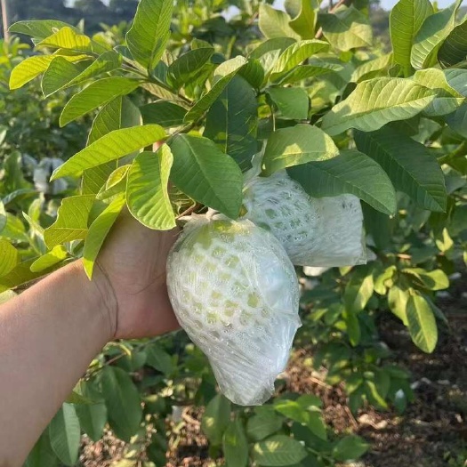 珍珠番石榴
