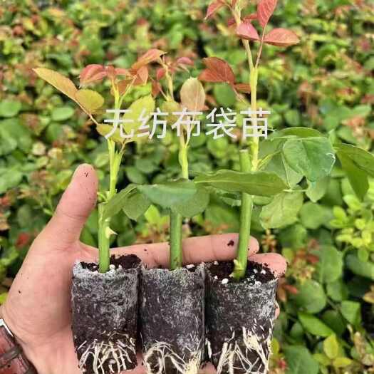 昆明云南昆明鲜切花玫瑰月季无纺布杯苗  四季开花