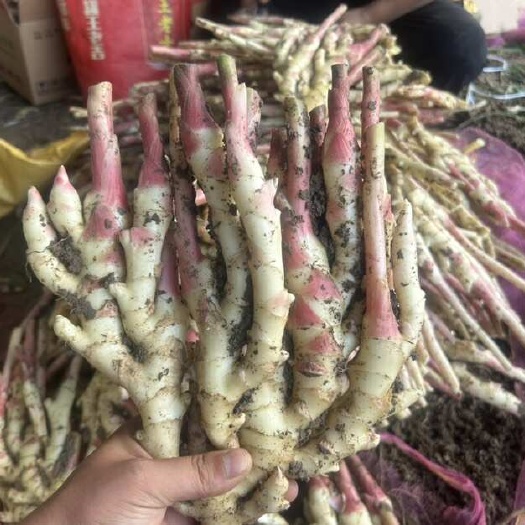 现挖新鲜嫩姜生姜子姜带土产地直发