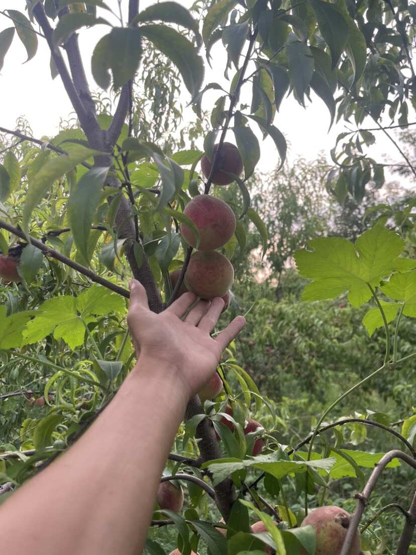 白桃