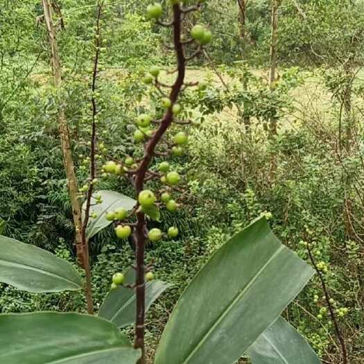 南宁野生红豆蔻，白豆蔻，山姜子