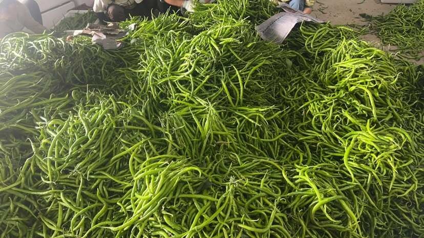 阜南县现摘新鲜辣椒线椒青线条8号线椒产地直发