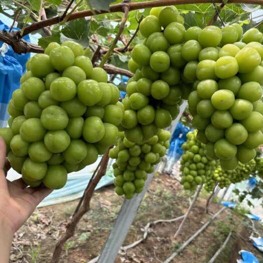 夏邑县阳光玫瑰葡萄产地大量供应 阳光玫瑰规格齐全支持各种包装，