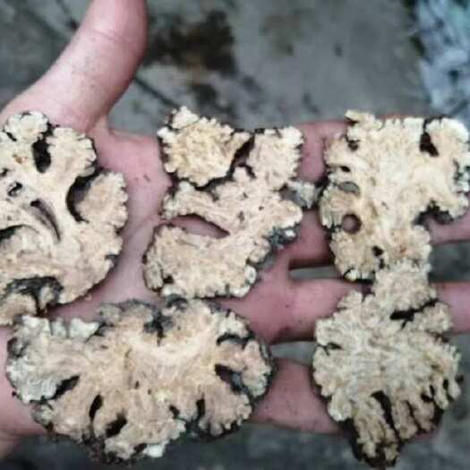 犍为县川芎