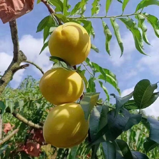 黄桃