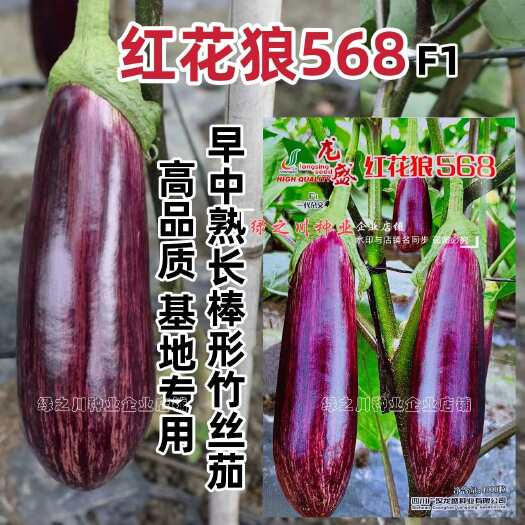 沭阳县红花狼系列茄子种籽长棒形花茄种子春秋两季高档竹丝茄种子亮度