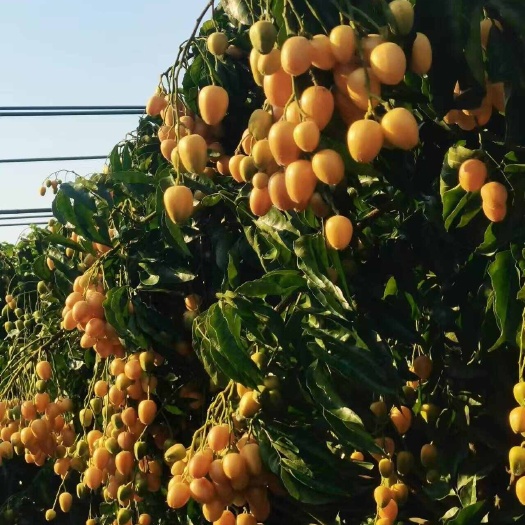 无核黄皮果