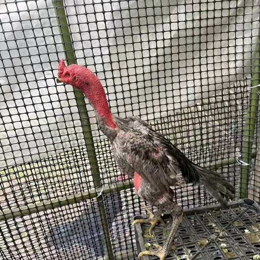 郓城县高含量斗鸡