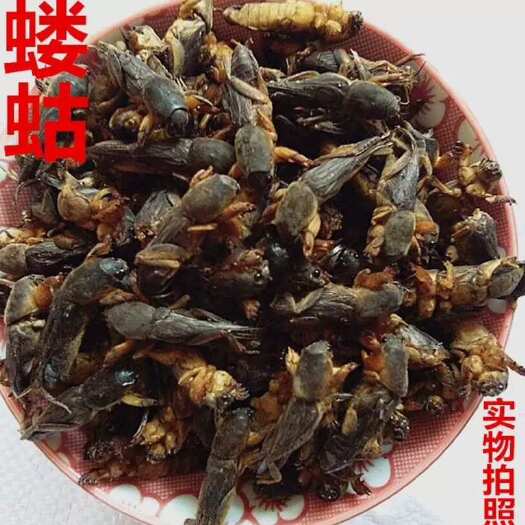 沈阳蝼蛄