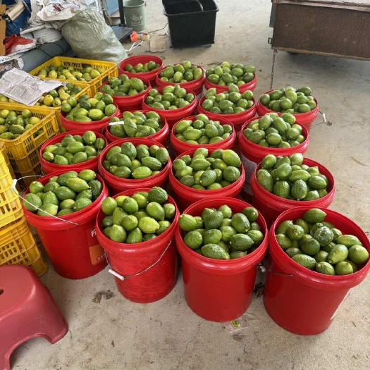 广州果园